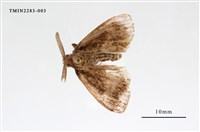 藏品(毒蛾屬)的圖片